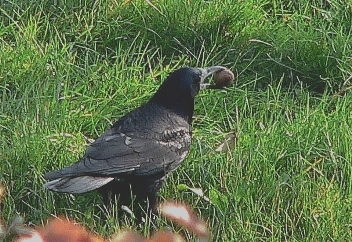 Foto zeigt Krähe mit Walnuss im Schnabel